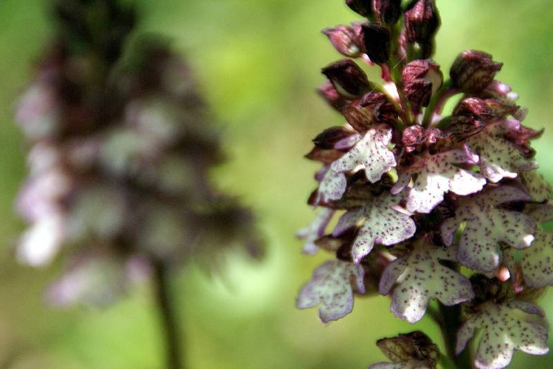 Unser Orchideenpark Bild Nr.028